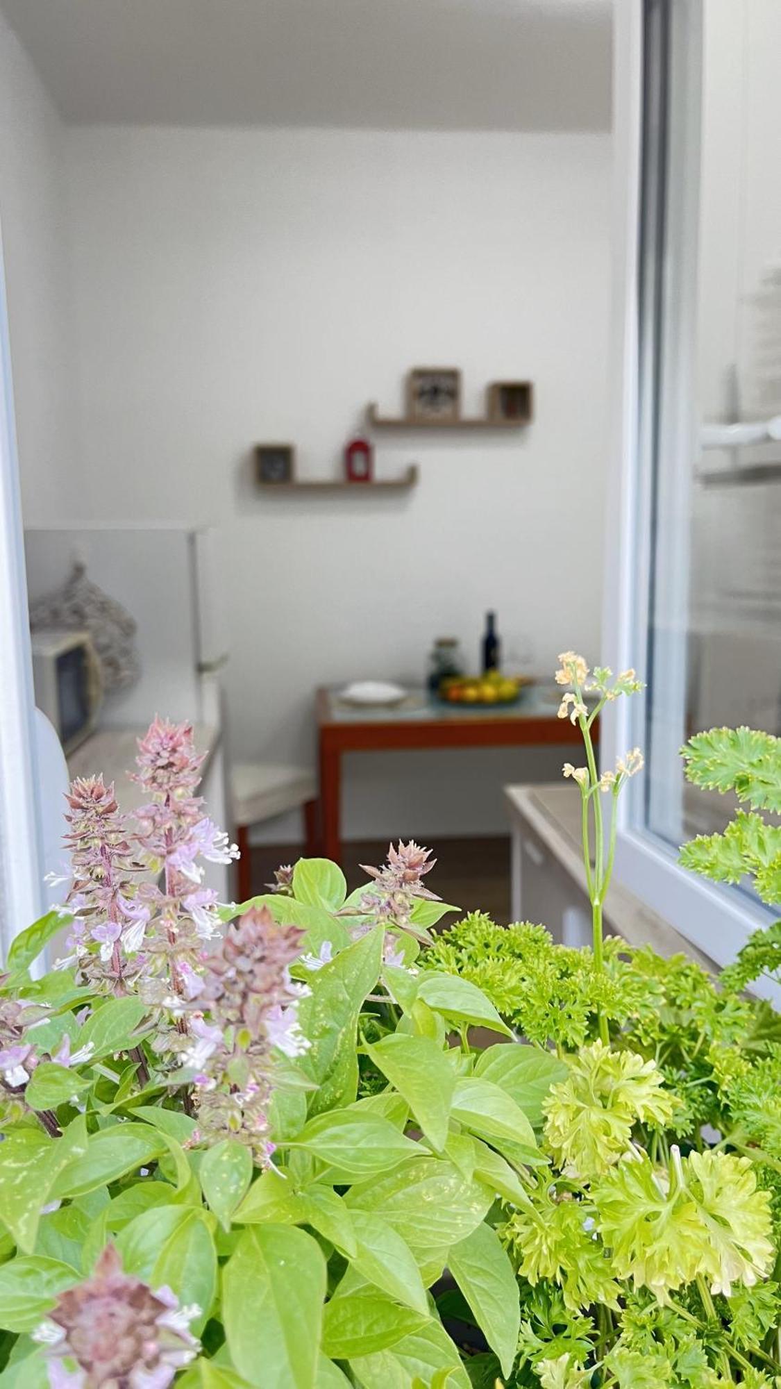 Lingo Apartament *
